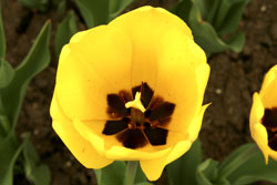 macro photo